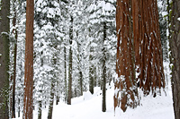 Sequoia Forest