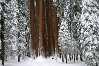 Group in the forest