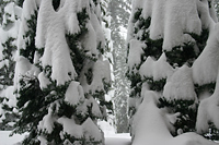 Laden with snow