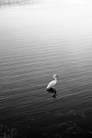 Snowy Egret at Bolsa Chica