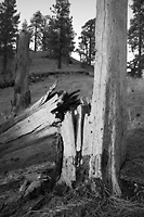 Half-fallen tree