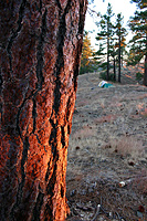 Tree near campsite