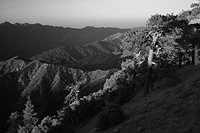 Pine on ridge
