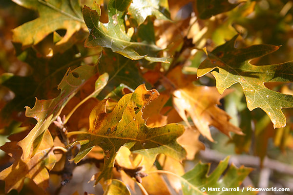 California black oak - Quercus kelloggii