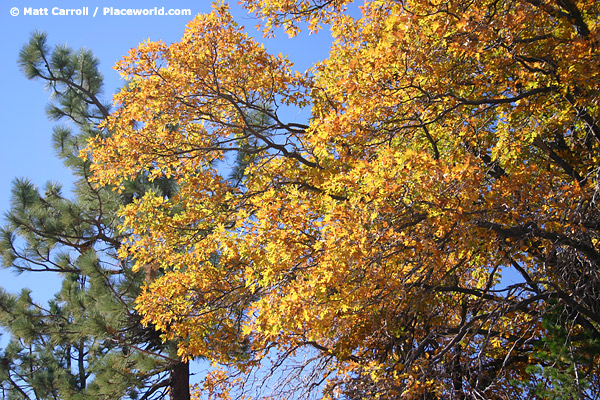 yellow in fall, California black oak - Quercus kelloggi