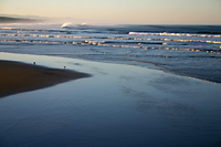 Oregon Surf