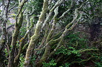 Gnarled, Mossy Trees