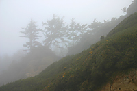 Trees in Fog