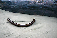 Kelp and Log
