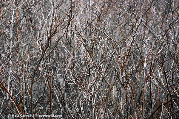 brush thicket