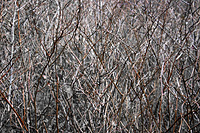 Autumn Thicket