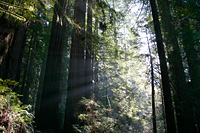 Coast Redwoods #2