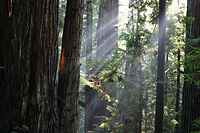 Coast Redwoods #1