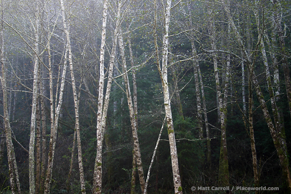 cluster of red alder trees - Alnus rubra