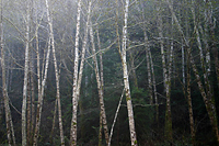 Red Alders