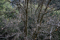 No more leaves...