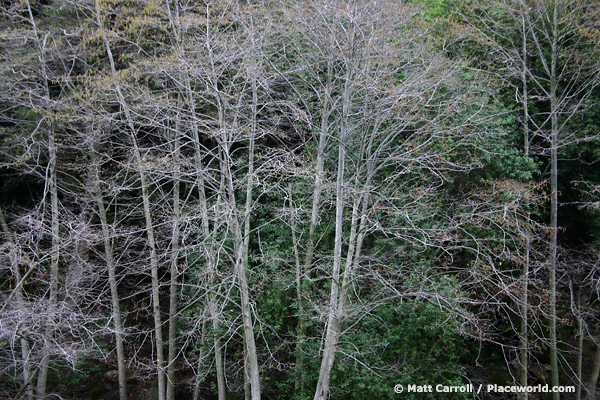 alder trees with leafy trees behind