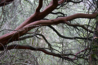 Manzanita in canyon...