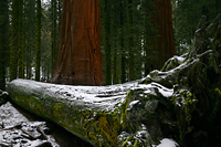 Fallen giant