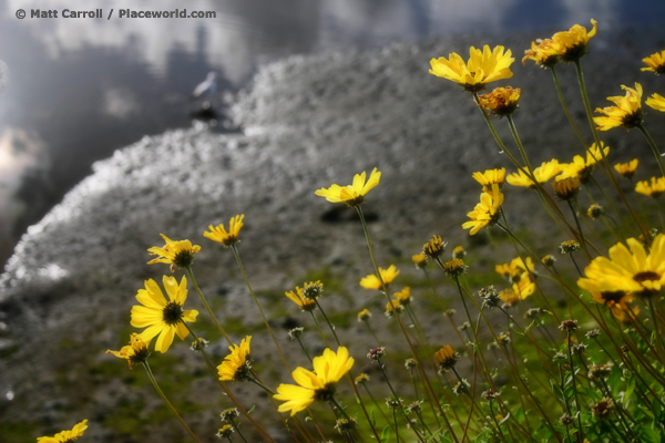 Bush sunflower at Jack Dunster Marine Biological Reserve - photographer Matt Carroll