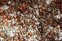 Leaf litter 1 - acorns in transition