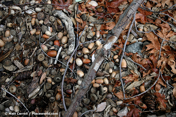 closeup of acorns, branches, and leaves on forest floor