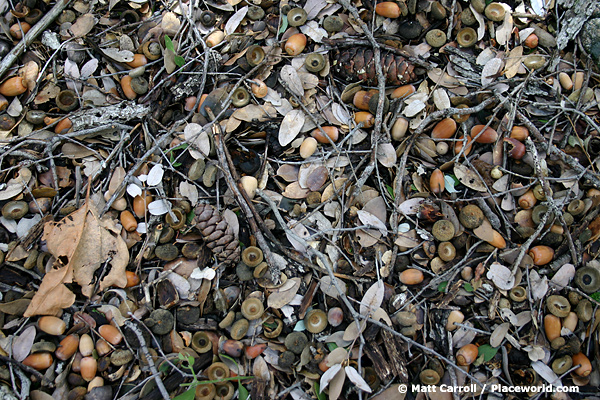 closeup of forest floor with acorns, twigs, and pine cones