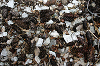 Leaf litter 4 - cones and granite