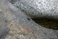 Standing on water (water strider)