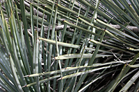 Yucca intersection