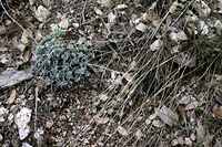 Ensnared sage