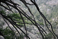 Dead branches