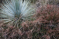 Our Lord's Candle Yucca