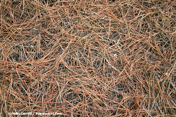 pine needles scattered on forest floor