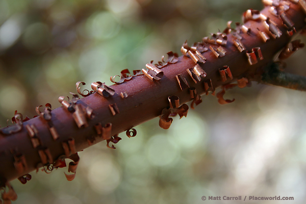 manzanita shedding bark