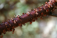 Peeling Manzanita Bark