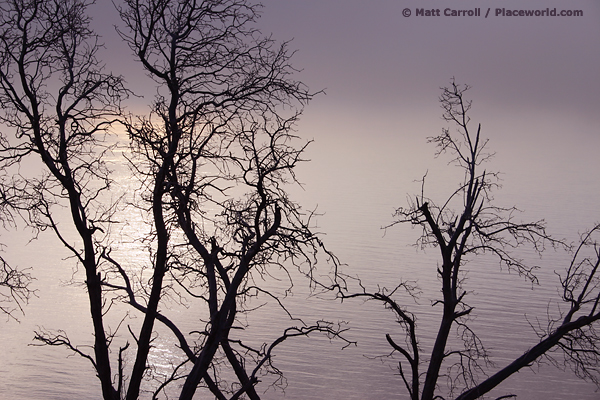 trees over the ocean