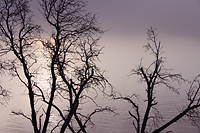 Trees over the Ocean