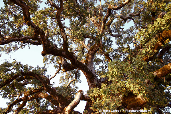 Valley Oak - Quercus lobata