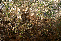 Autumn thicket - midafternoon