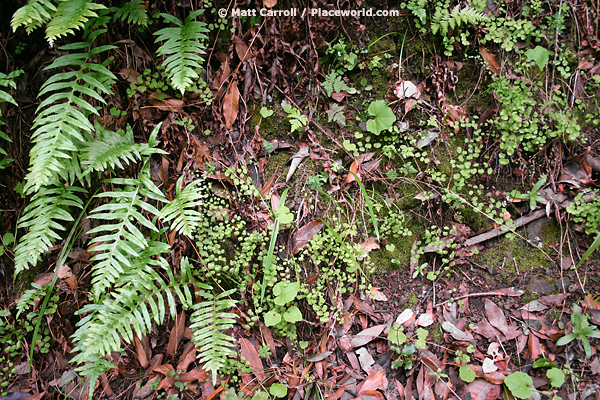 ferns