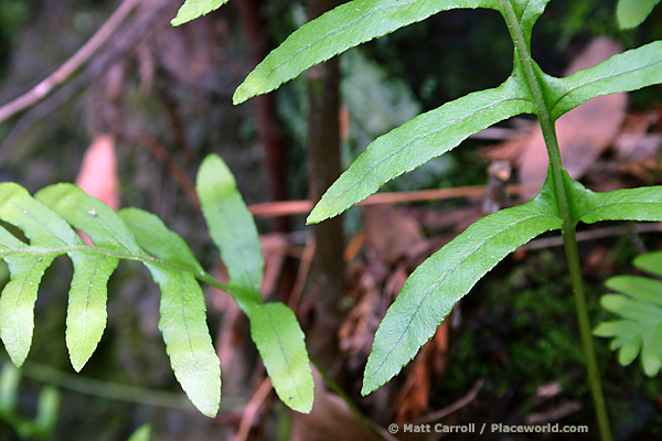 fern closeup