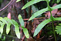 Fern Closeup