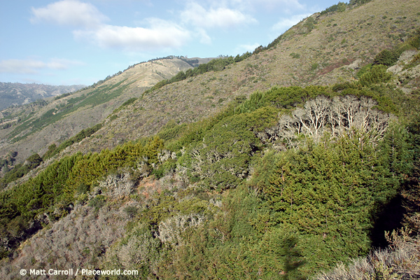 shades of green on the mountain