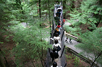 Treetops adventure