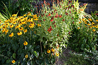 Wildflower garden in Commercial Drive area