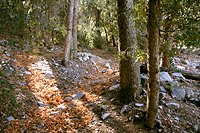Woods in the Mountains