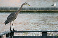 Great Blue Heron