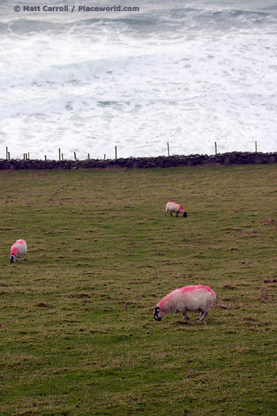 pink sheep