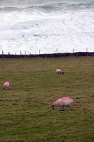 Pink sheep